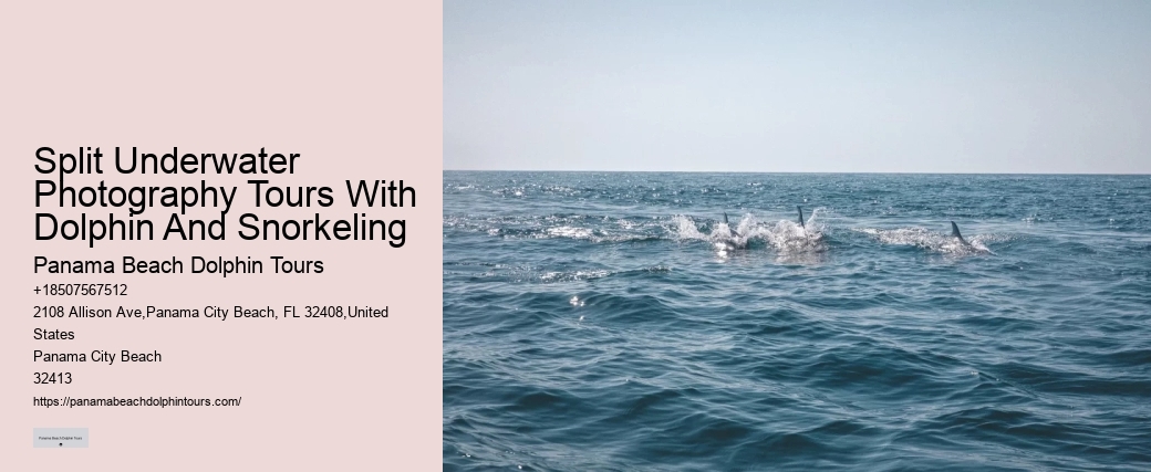Is There A Weight Limit For Swimming With Dolphins
