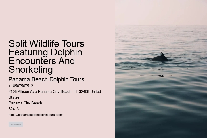Why Do Dolphins Like Humans