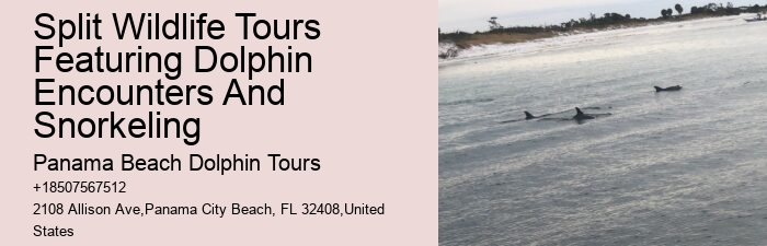 Dolphin Tours In Panama City Beach Florida