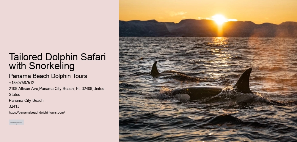Panama City Beach dolphin safari