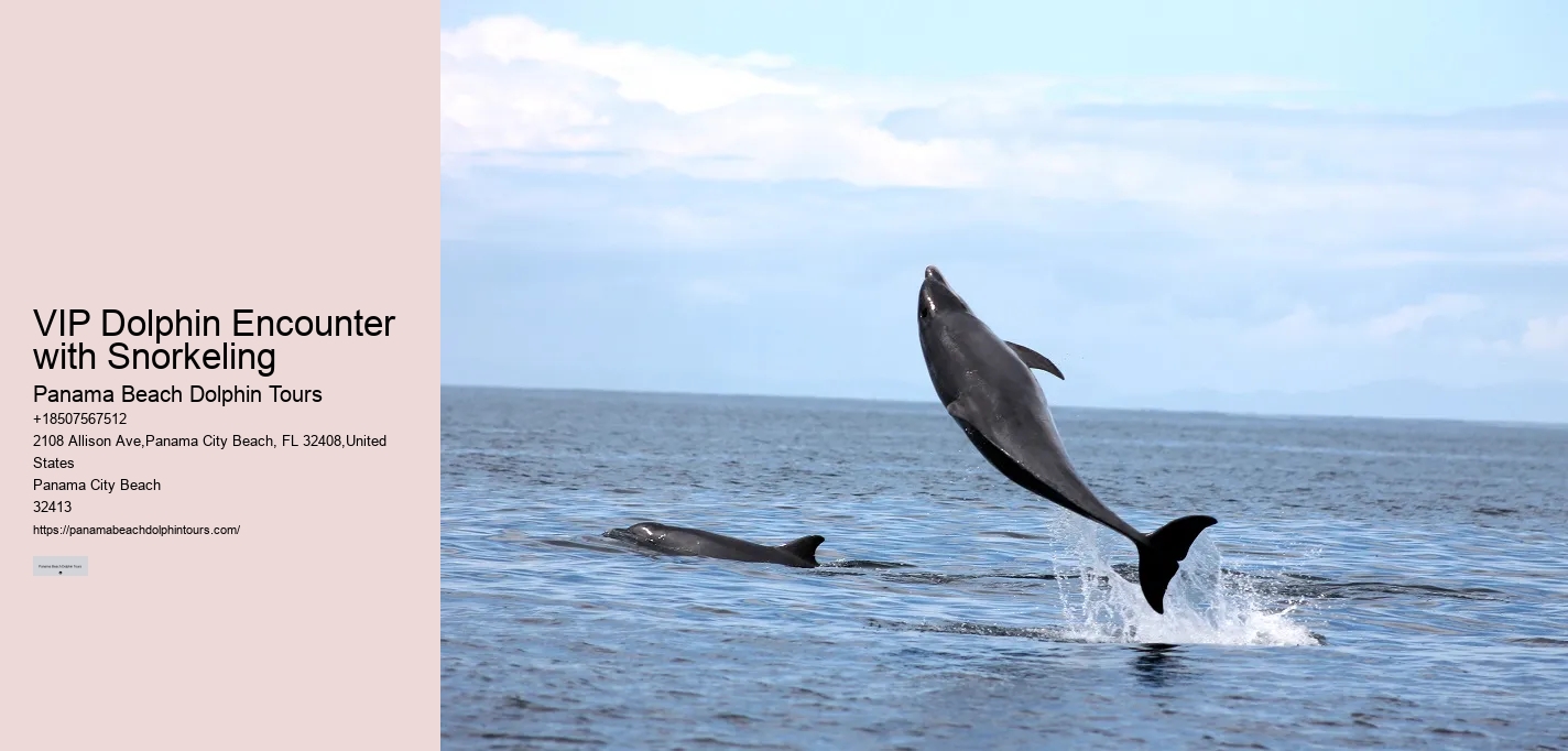 Split Coastal Tours With Dolphin Spotting And Snorkeling