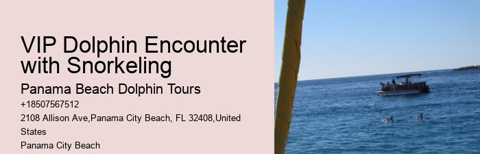 Split Underwater Photography Tours With Dolphin And Snorkeling