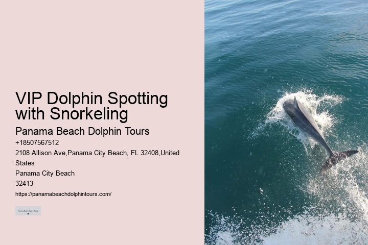 What Do You Wear To Swim With Dolphins