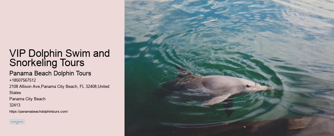 VIP Dolphin Swim and Snorkeling Tours