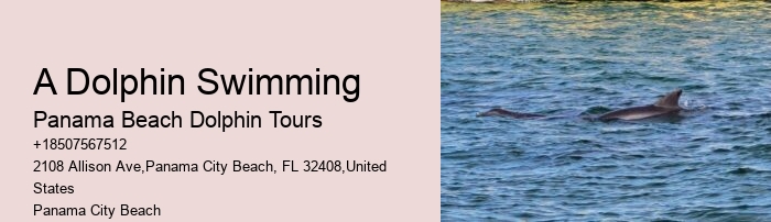 Deluxe Dolphin Encounter with Snorkeling