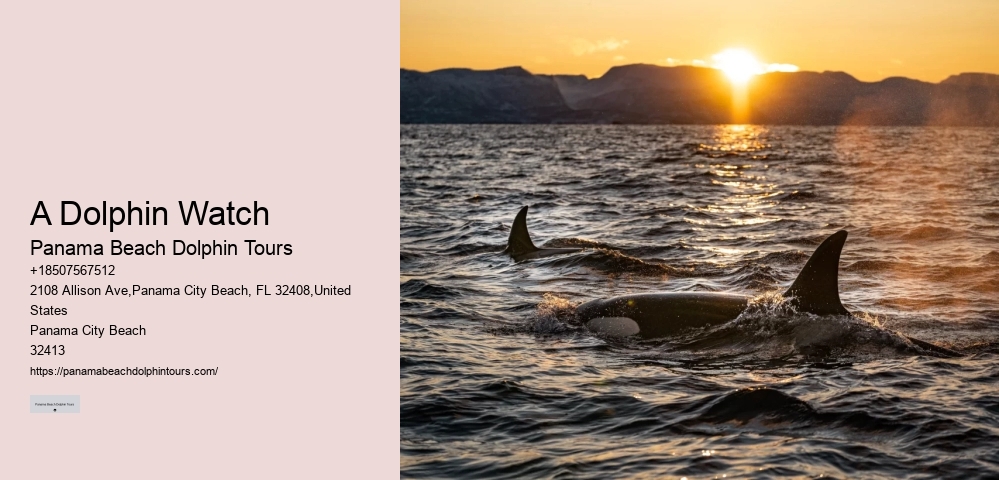 Dolphin Charter Near Me