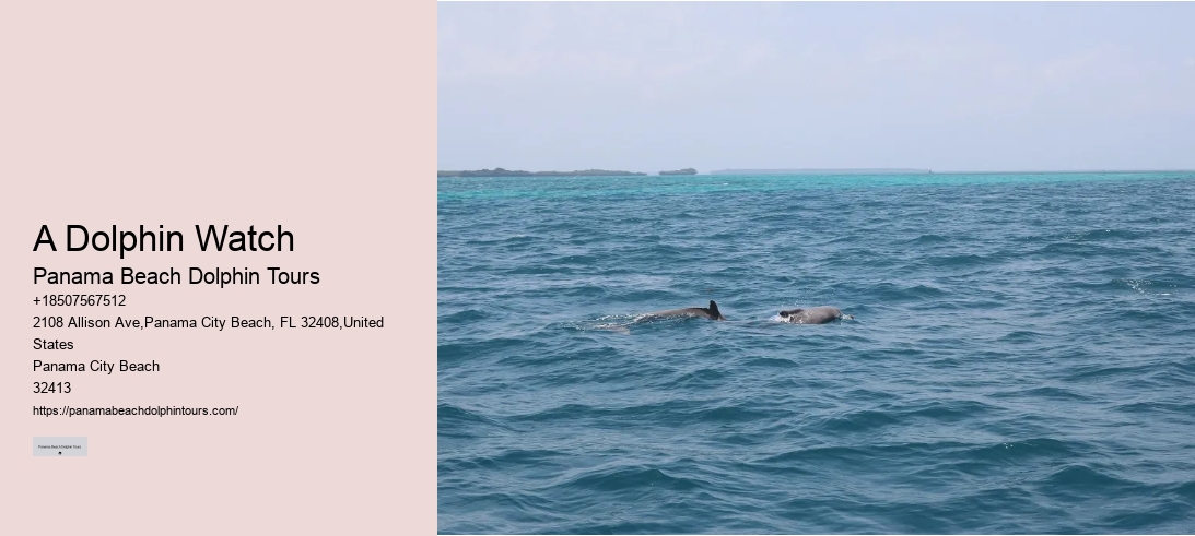 A Dolphin Watch