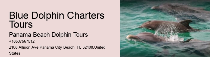 What Month Is Best For Dolphin Watching