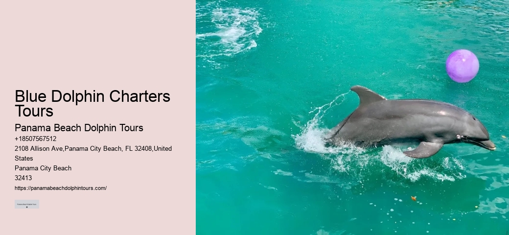 Is It Safe To Swim With Wild Dolphins