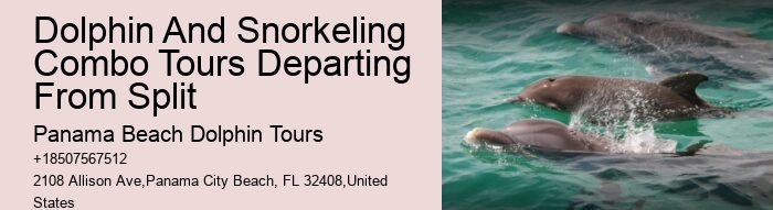 Dolphin Tour And Snorkeling Near Me