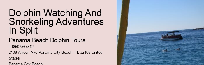 VIP Dolphin Encounter with Snorkeling