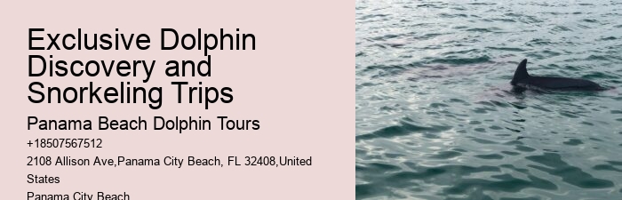 Dolphin sightseeing in Panama City Beach