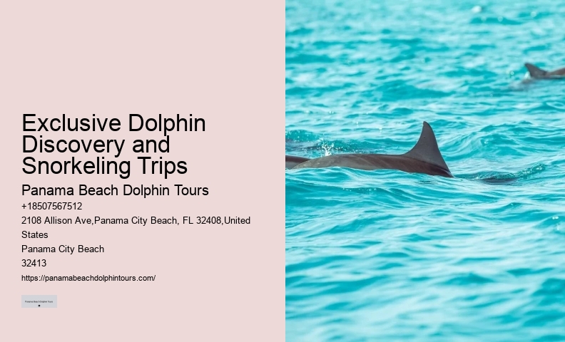 Elite Dolphin Interaction and Snorkeling Tours