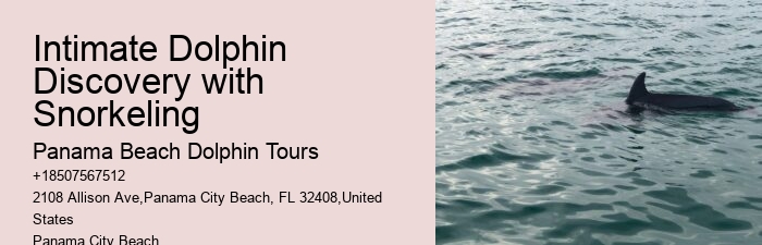 Dolphin encounters at Panama City Beach
