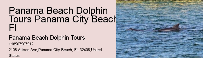 Guided Dolphin Encounter with Snorkeling