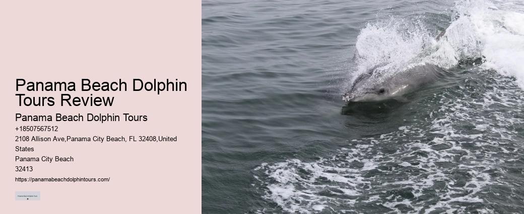 Dolphin discovery voyages in Panama City Beach