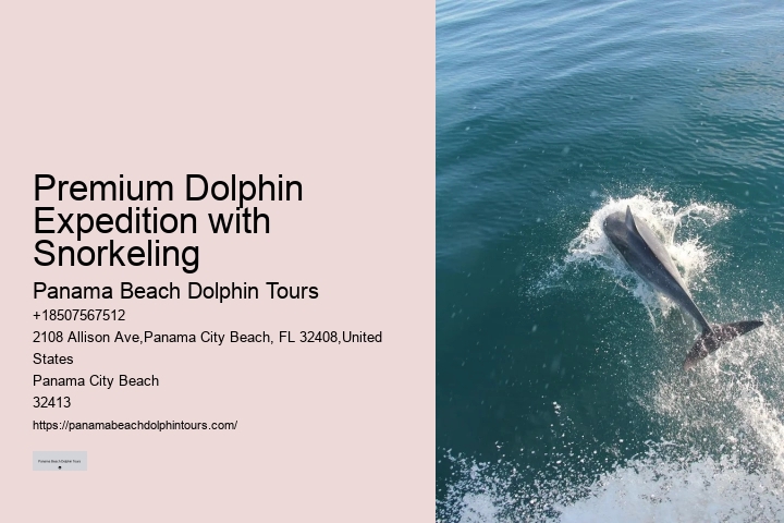 Individual Dolphin Swim and Snorkeling Tours