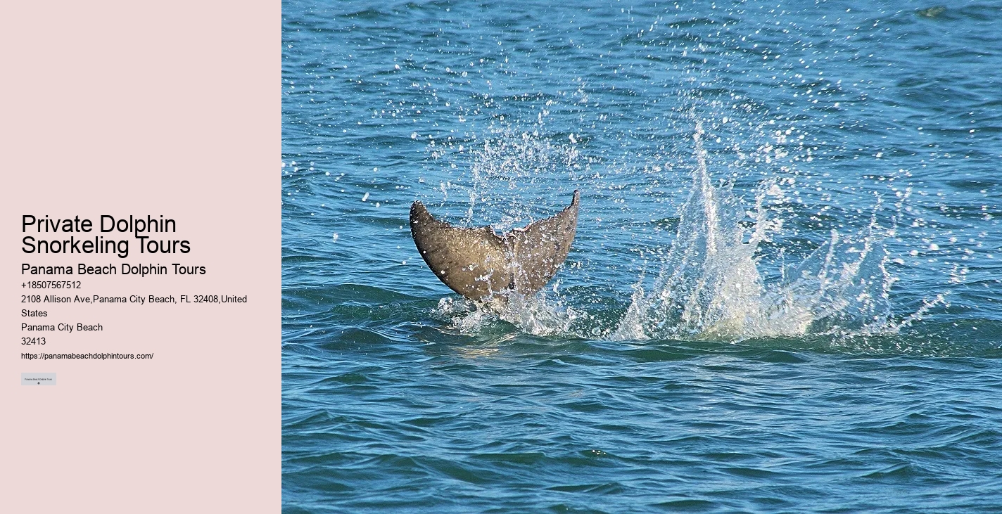 Panama City Beach Dolphin Swim Adventure