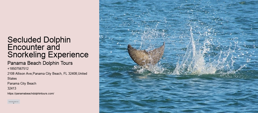 Dolphin Cruise And Snorkeling Adventure