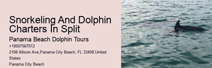 What Time Of Year Are Dolphins Most Active In Florida