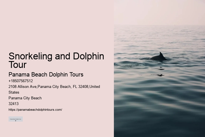 Deluxe Dolphin Expedition with Snorkeling