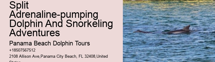 Swimming With Dolphins