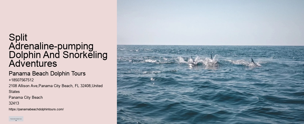 Split Exclusive Snorkeling And Dolphin Charters