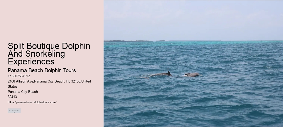 Split Boutique Dolphin And Snorkeling Experiences