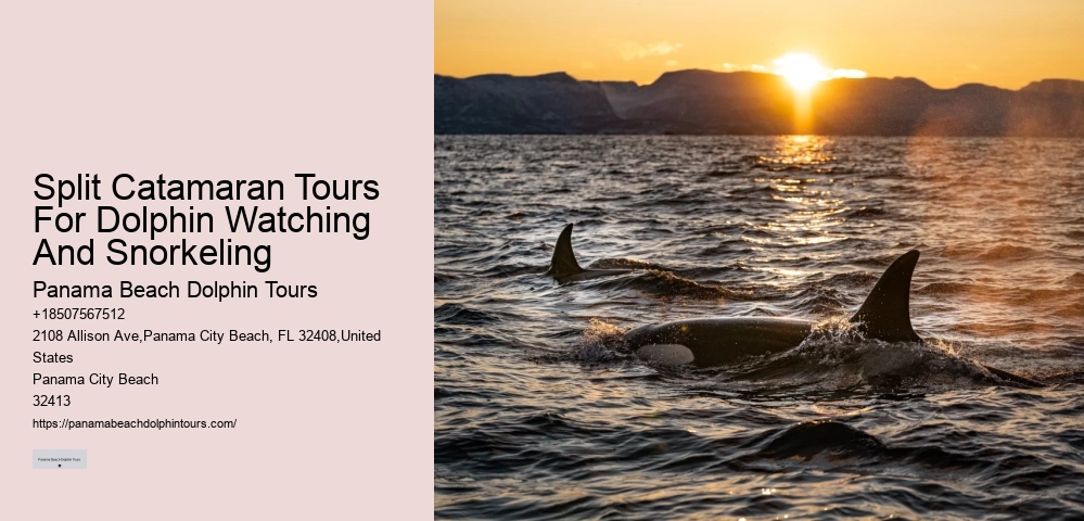 Panama City Beach Dolphin Jet Ski Tours