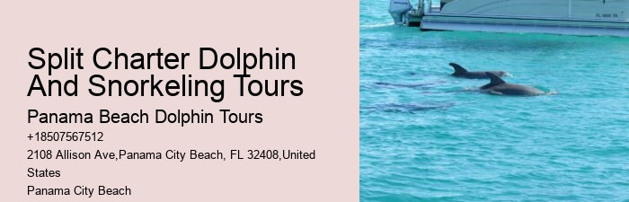 Panama City Dolphin