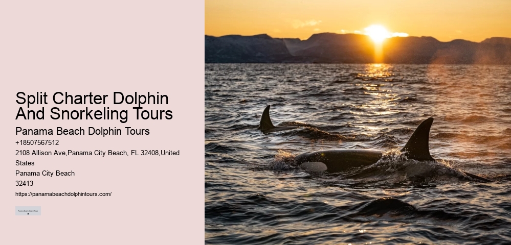 Panama City Beach Dolphin Boat Cruises