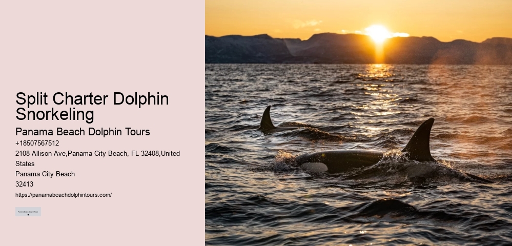 VIP Dolphin Encounter with Snorkeling