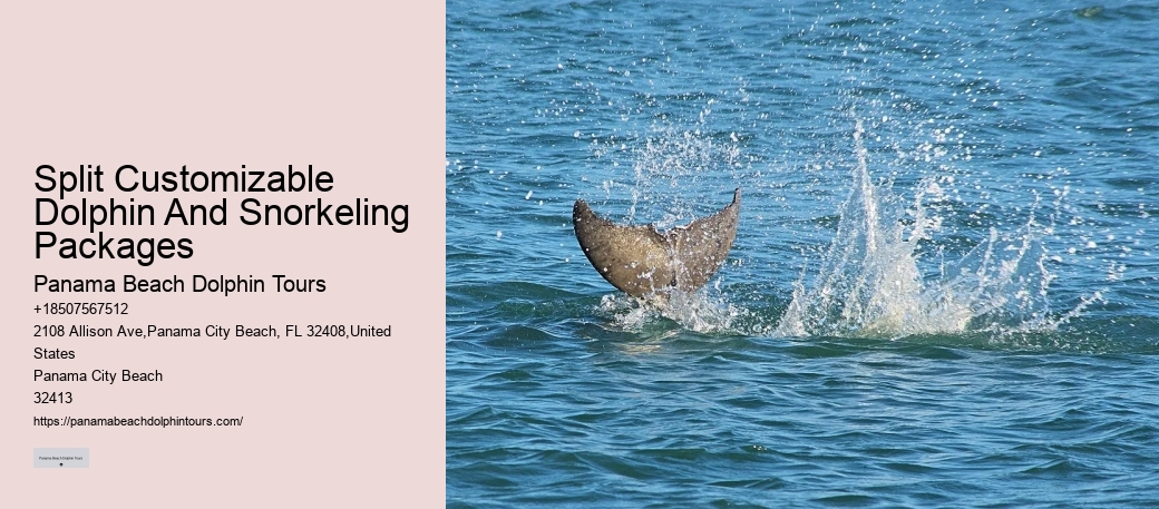 Do You Need A Wetsuit To Swim With Dolphins