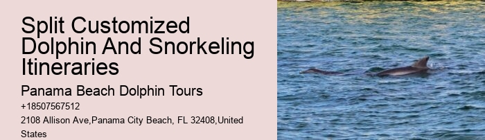VIP Dolphin Exploration and Snorkeling