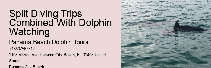 Yacht Dolphin Tours