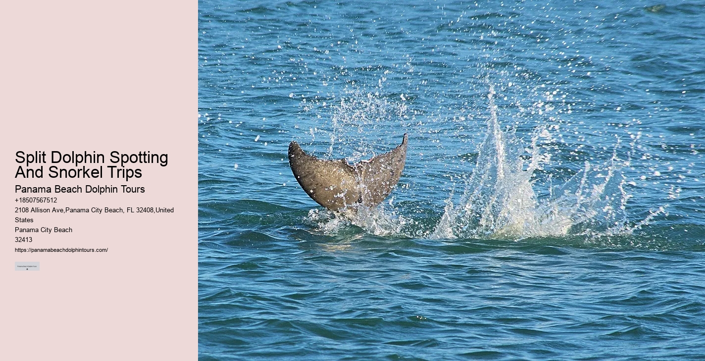 Guided Dolphin Spotting and Snorkeling