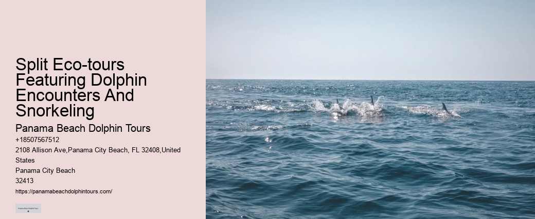 What Are The Negative Side Of Dolphins
