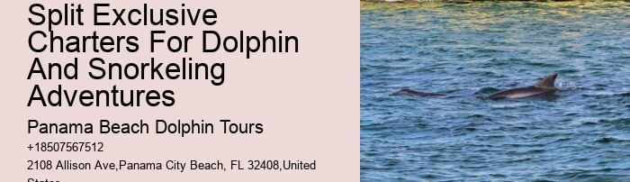 Why Is It Good To Swim With Dolphins When Pregnant