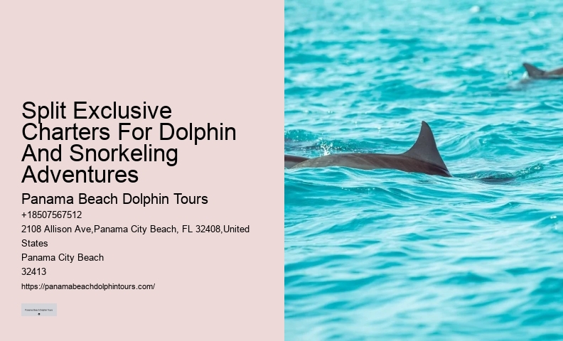Dolphin Tours - Snorkel With Dolphins
