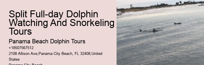 Panama City Beach Dolphin Tours & More