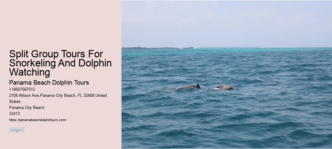 Split Group Tours For Snorkeling And Dolphin Watching