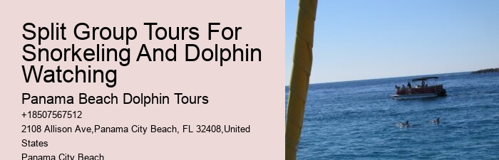 Custom Dolphin Swim and Snorkeling Trips