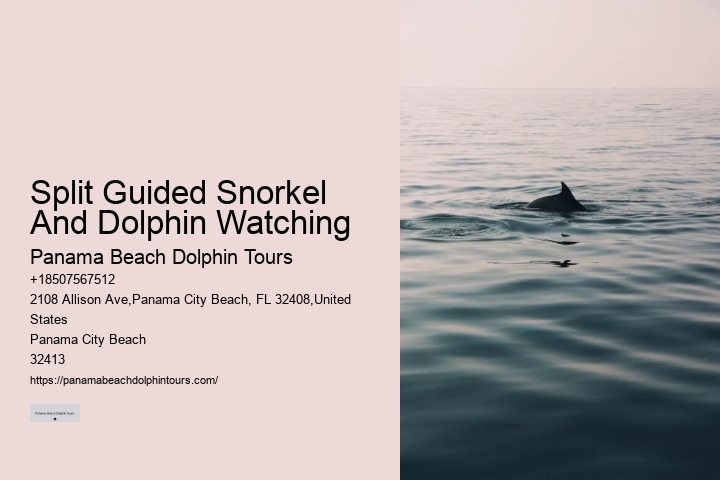 Guided Dolphin Expedition and Snorkeling Tours