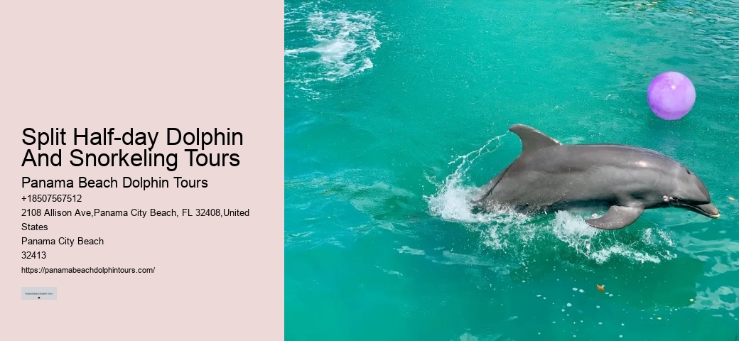 Bespoke Dolphin Encounter with Snorkeling