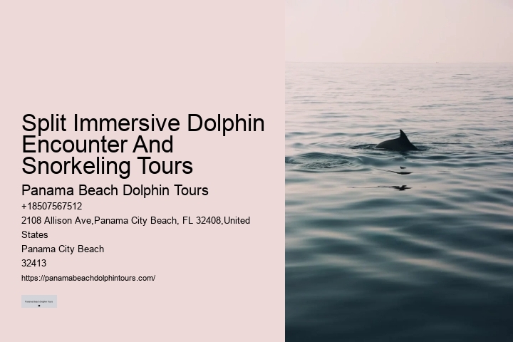 Bespoke Dolphin Watching and Snorkeling Trips