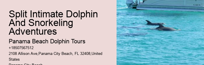 Split Bespoke Snorkeling And Dolphin Itineraries
