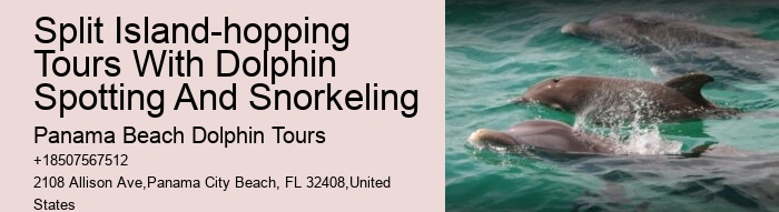 Do You Need Water Shoes To Swim With Dolphins