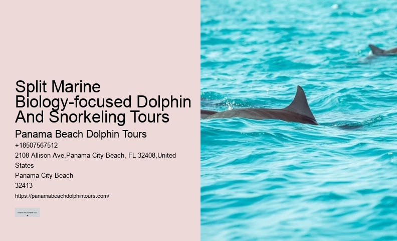 Split Customizable Dolphin And Snorkeling Packages