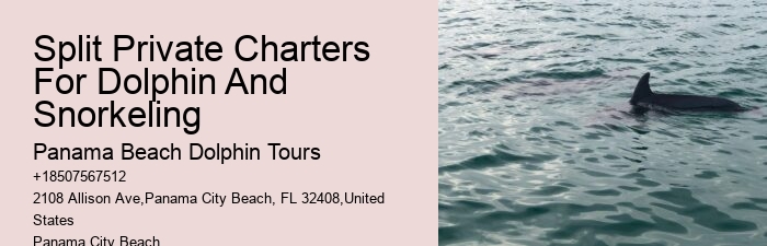 Dolphin And Snorkeling Tours