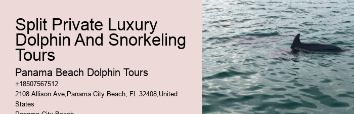Private Dolphin And Snorkeling Tours